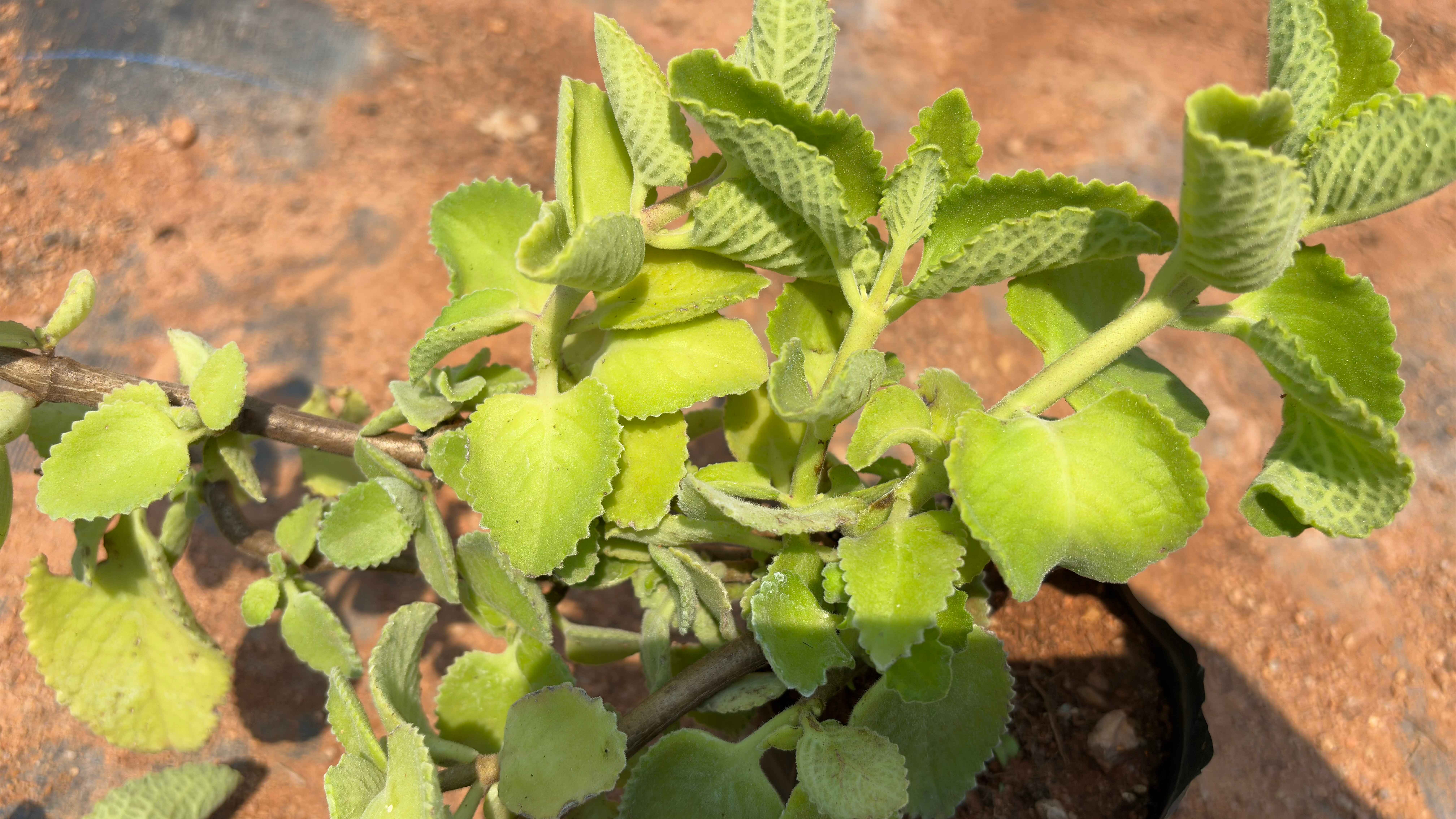 Indian borage